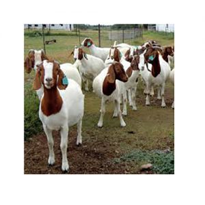 Boer Goat
