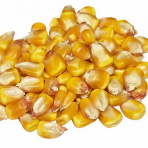Corn