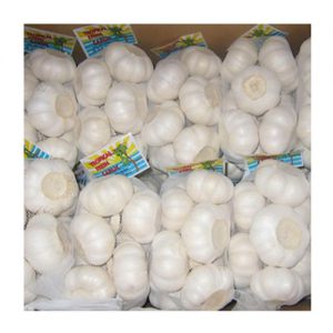 Garlic