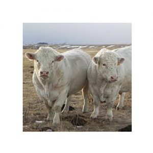 Hereford Cattle