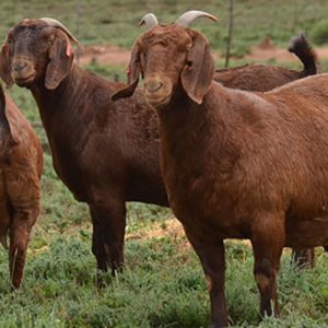 Nubian Goat