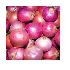 Onion