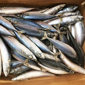 Pacific Mackerel