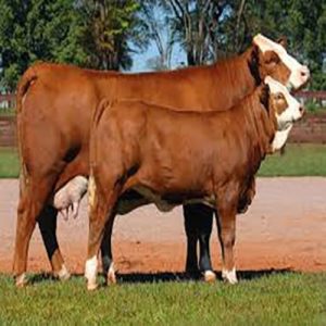 Simmental Cattle