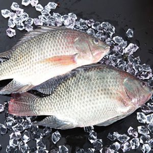 Tilapia Fish