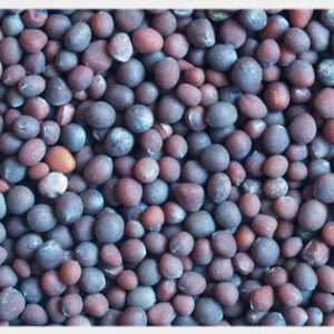Conola Seed