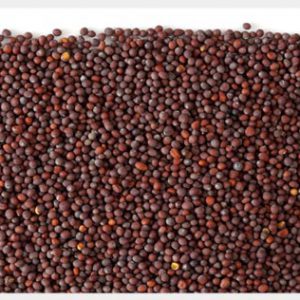 Mustard Seed