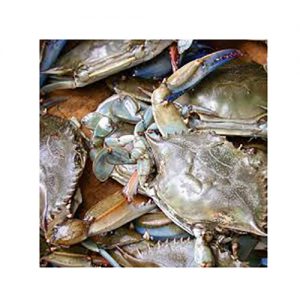 Live Mud Crab